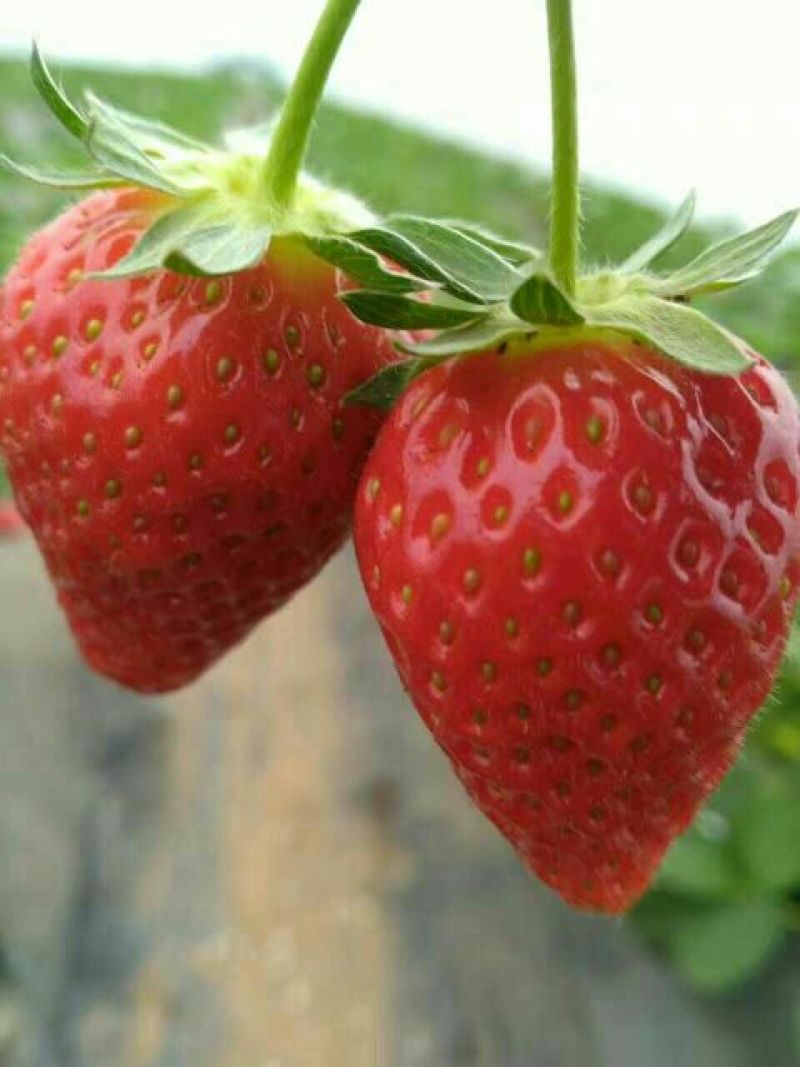 草莓苗10~20cm