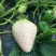 草莓苗10~20cm