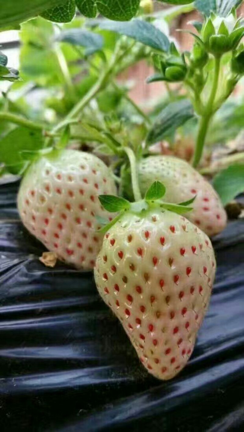 草莓苗10~20cm