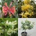 金银花树苗