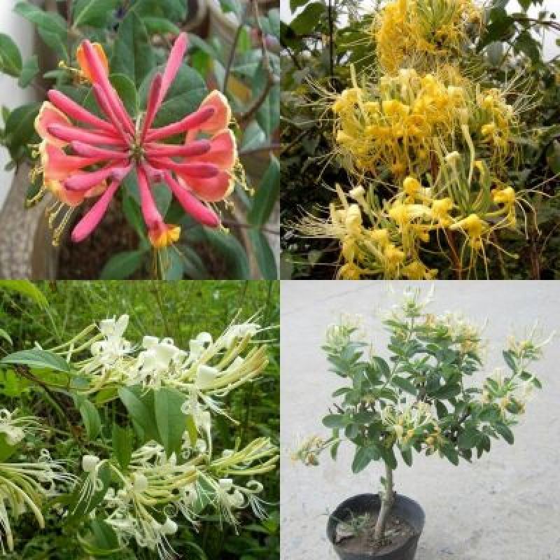 金银花树苗