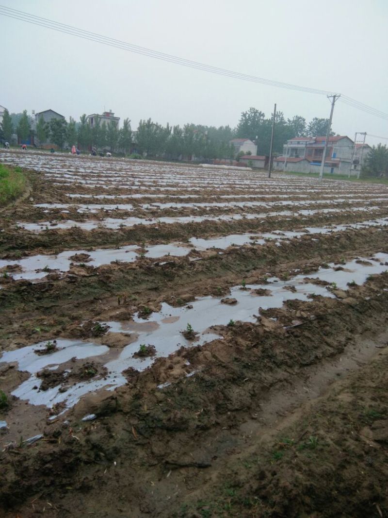 皇菊茶一级