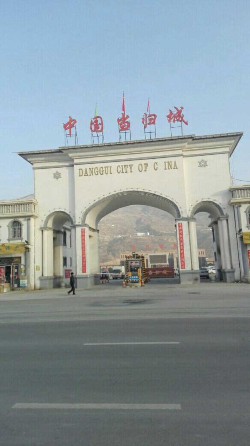 岷县当归全当归片一棵树当归切片当归个岷县当归