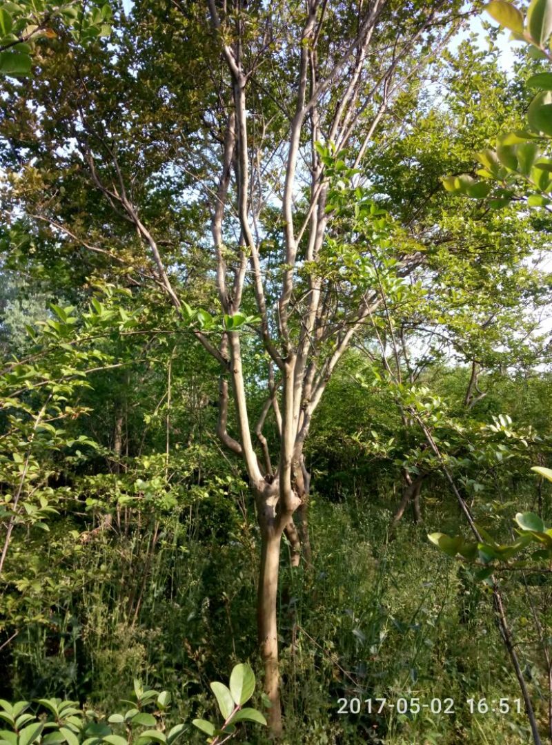 百日红8~10cm1.5~2米1~2米