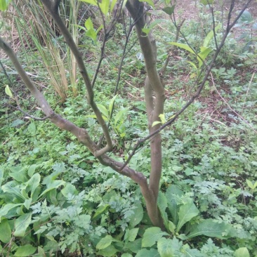 椪柑苗80~120cm