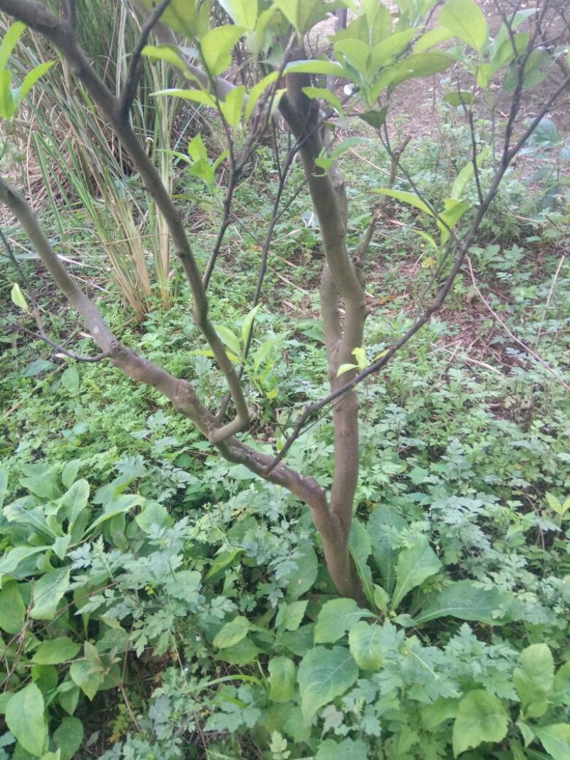 椪柑苗80~120cm