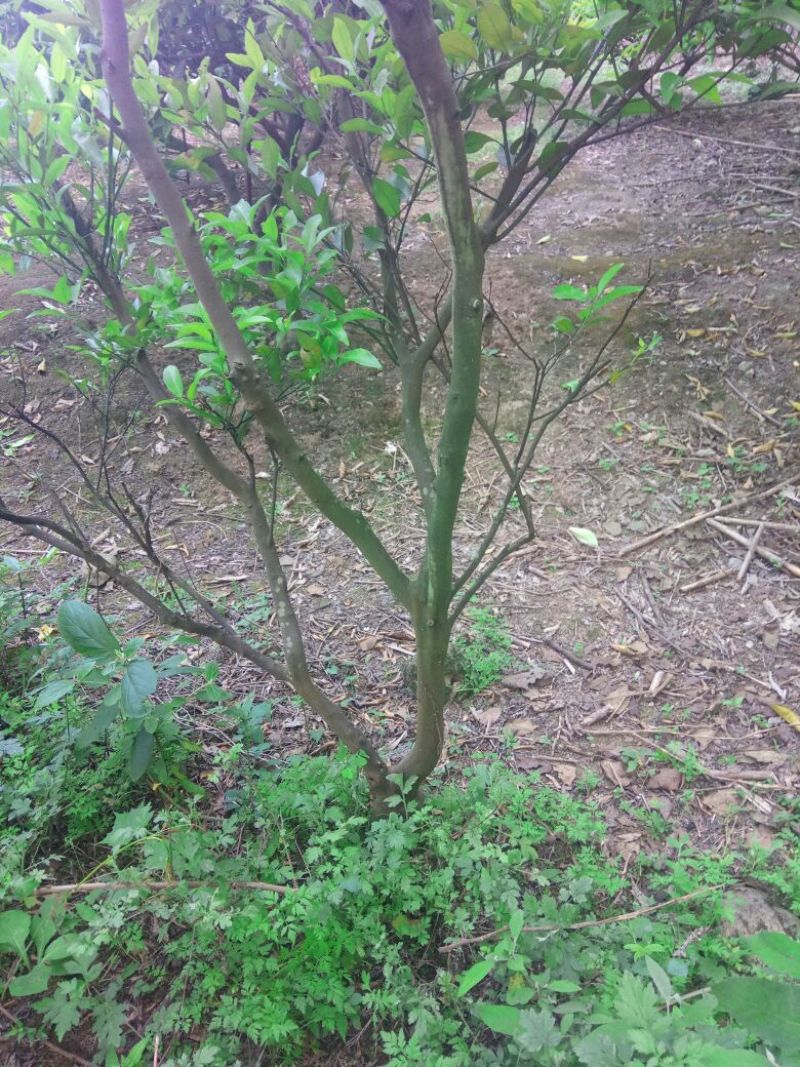 椪柑苗80~120cm