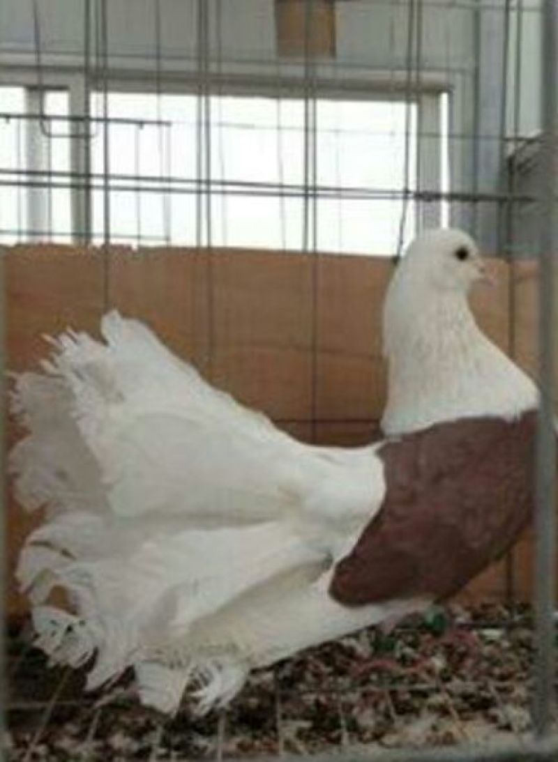 凤尾鸽特级凤尾鸽