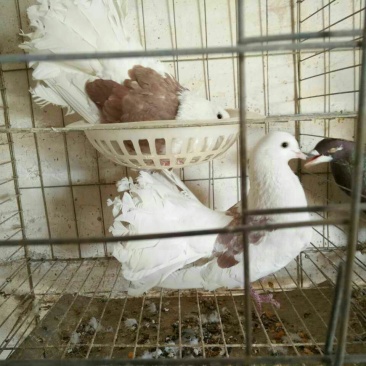 凤尾鸽特级凤尾鸽