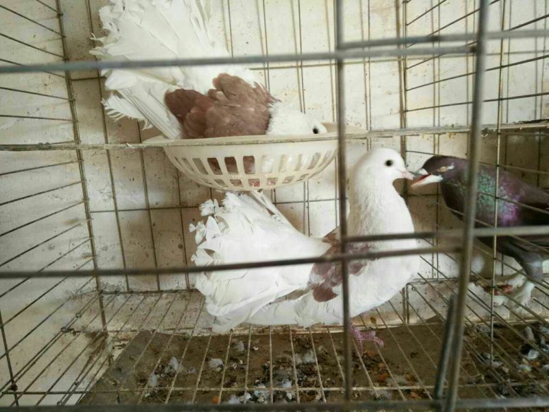 凤尾鸽特级凤尾鸽