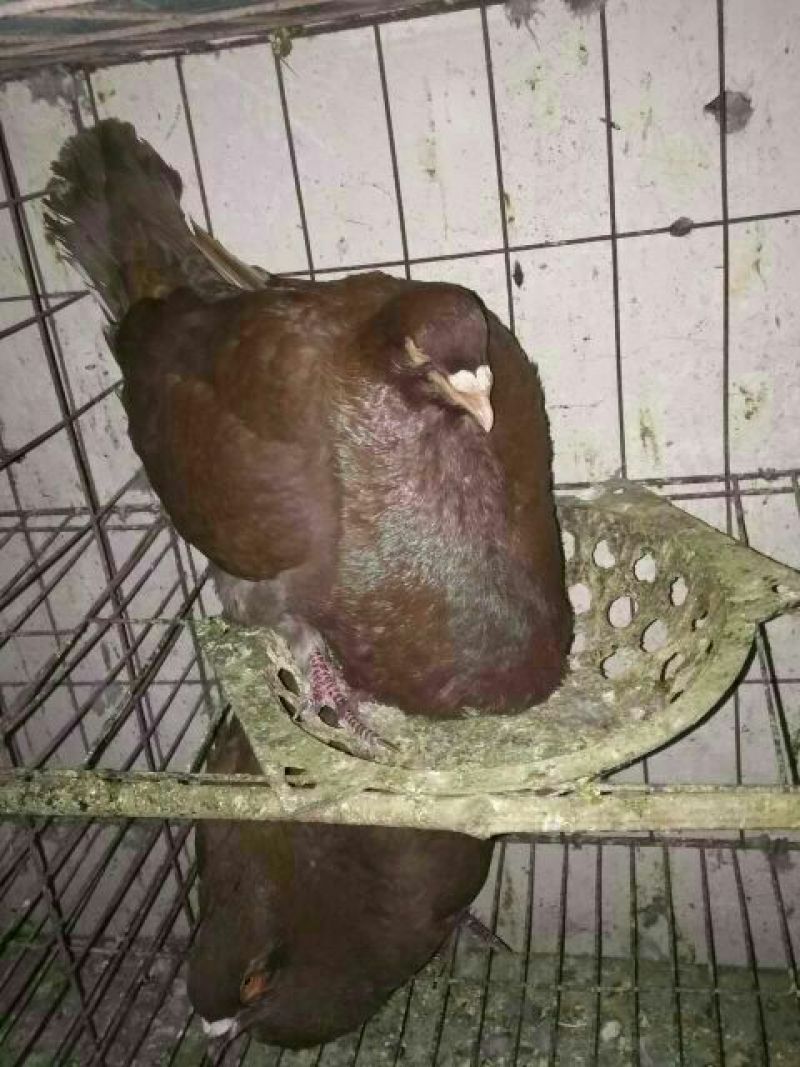 球胸鸽正宗球胸鸽