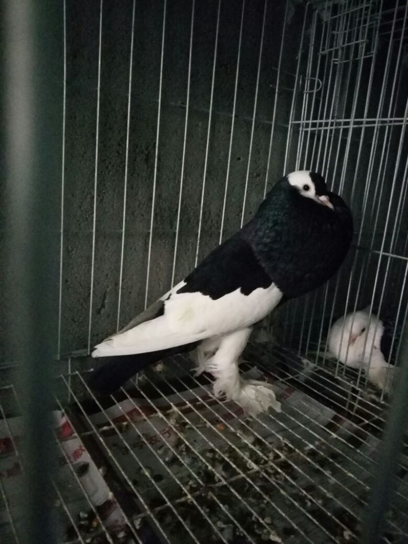 球胸鸽正宗球胸鸽