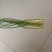 红菜苔20~30厘米