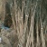 国槐1~2米6~8cm4~6cm