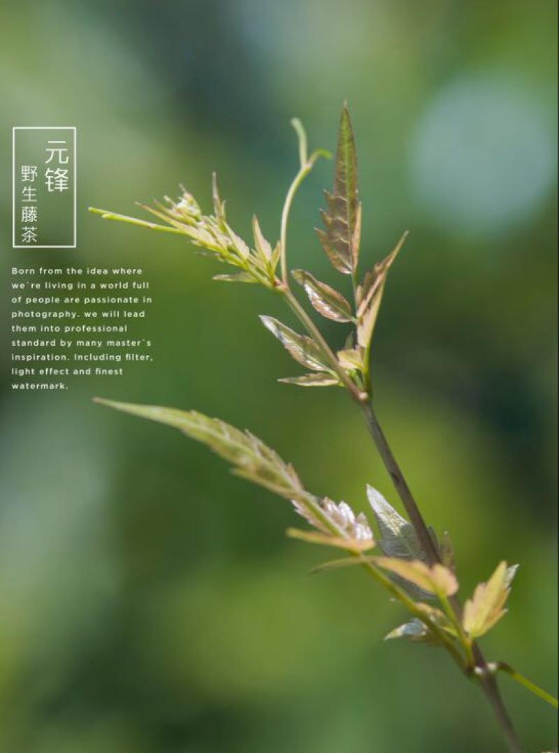 藤茶