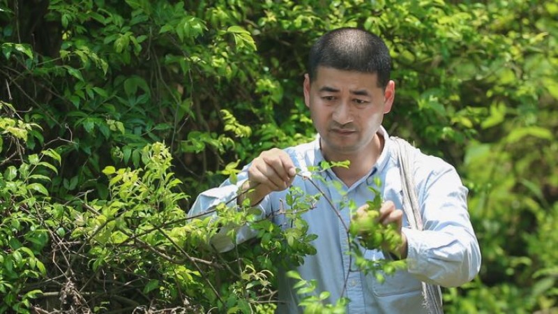 藤茶