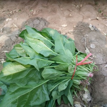 大叶菠菜25~30厘米