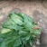 大叶菠菜25~30厘米
