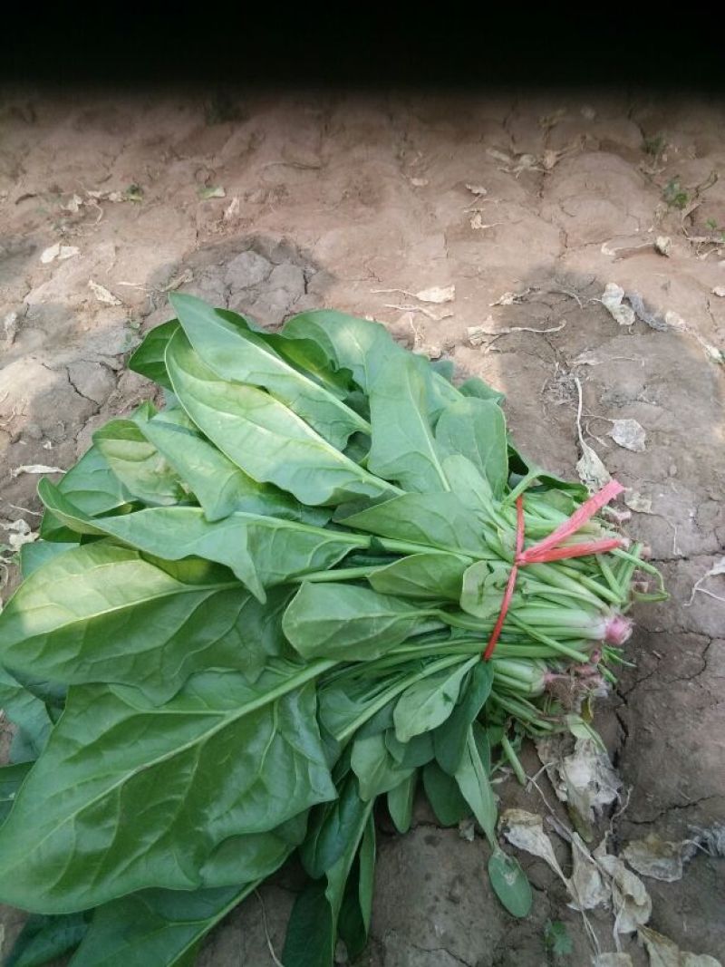 大叶菠菜25~30厘米