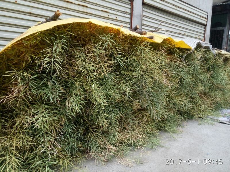 油菜籽1