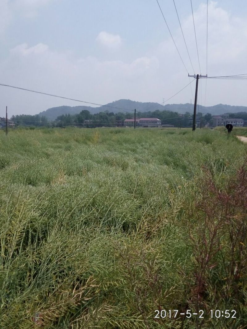 油菜籽1
