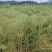 油菜籽1