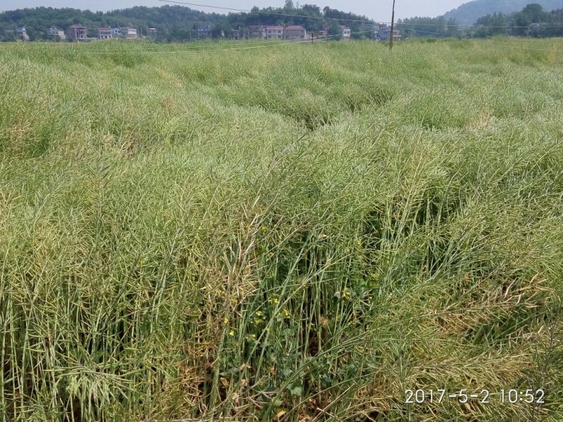 油菜籽1