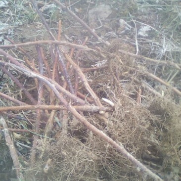 树莓苗30~50cm