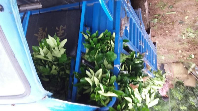 三红蜜柚苗基地直供产地批发品种纯正
