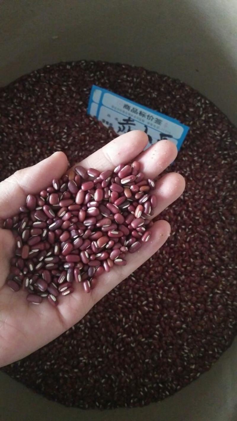 赤小豆各种中药材批发零售各种规格中药材赤小豆药用