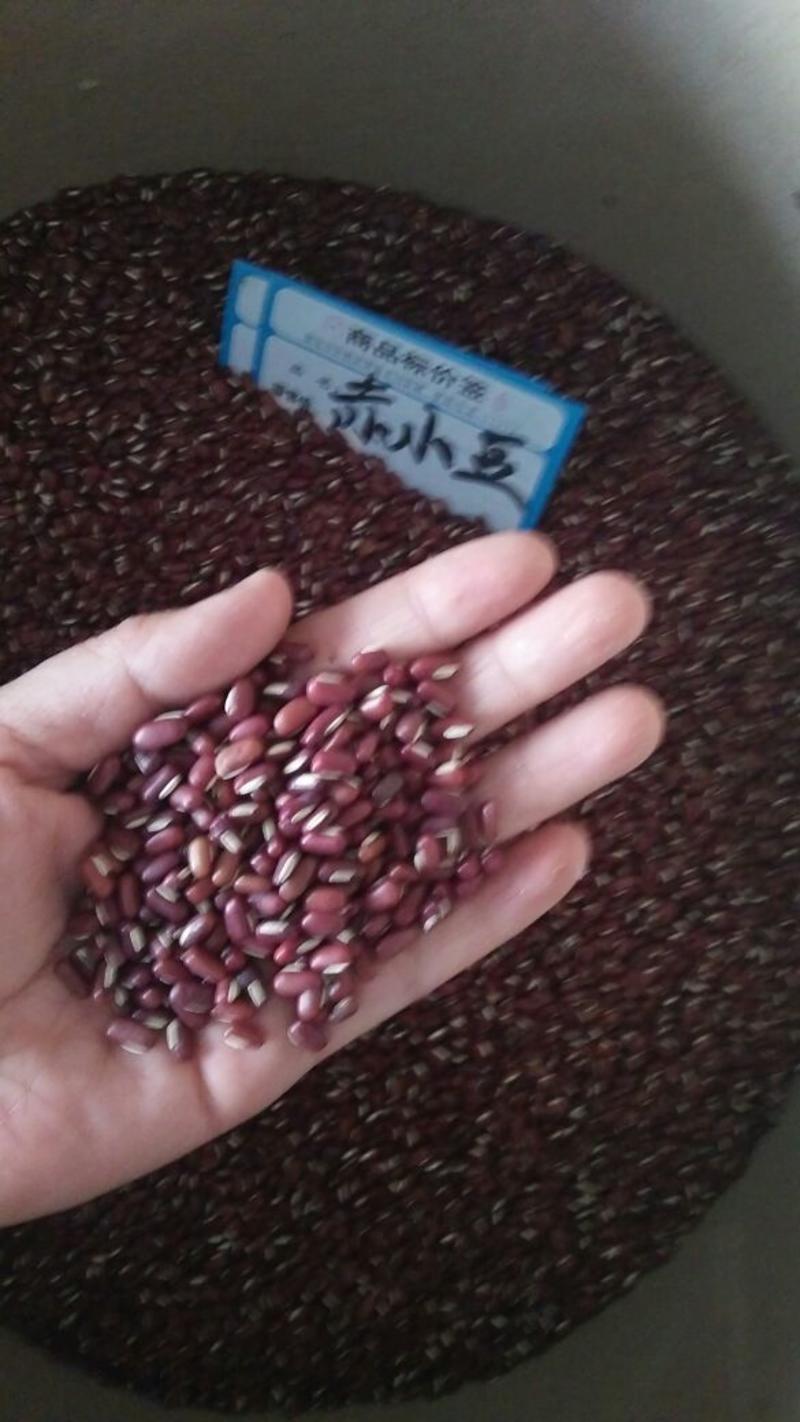 赤小豆各种中药材批发零售各种规格中药材赤小豆药用
