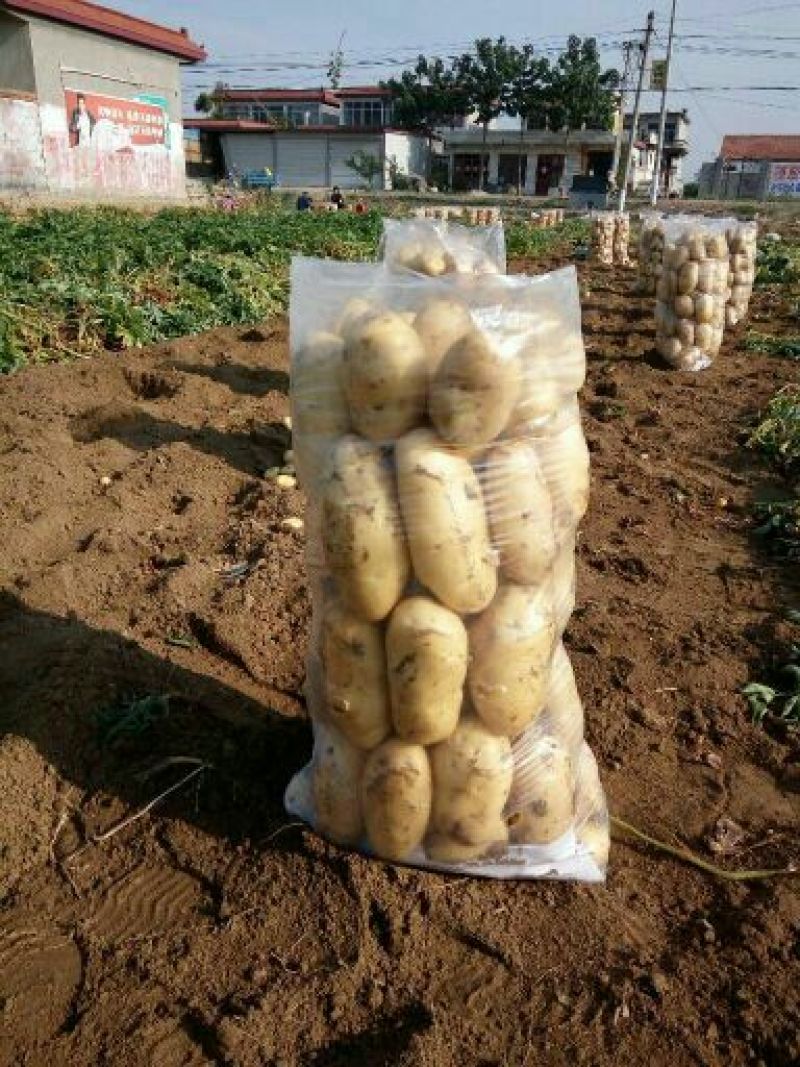 精品荷兰V7沃土常磊8号套网装箱手选高端货