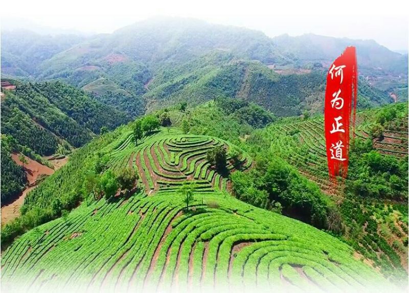 普洱茶一级
