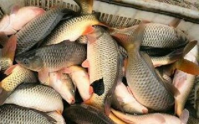 鲤鱼食用1~2公斤