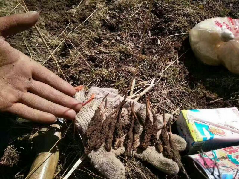 冬虫夏草散装