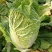 河北张家口张北县黄心大白菜3-5斤4-6斤打冷包装