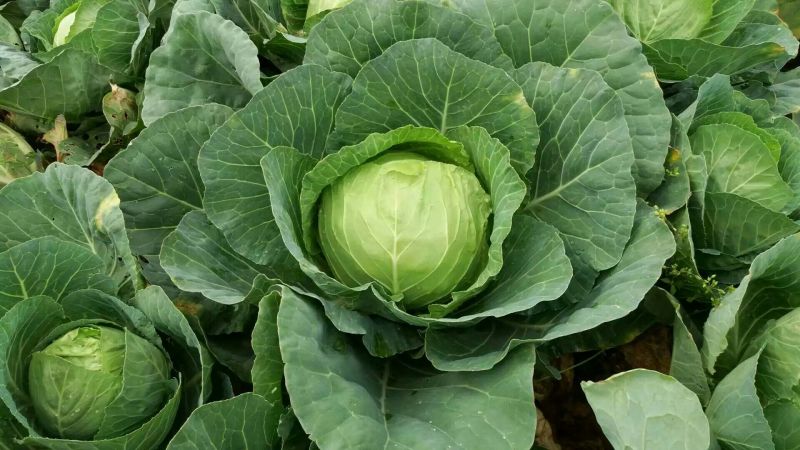 甘蓝1~2公斤，硬叶耐运，清秀无虫眼