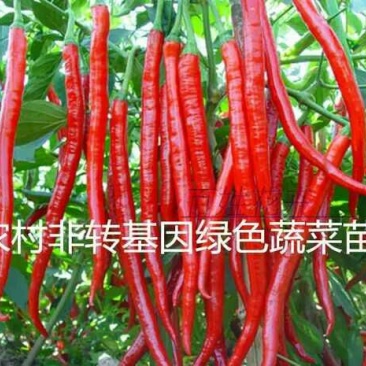 辣椒苗