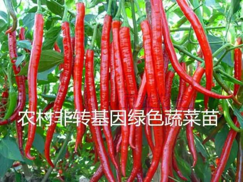 辣椒苗