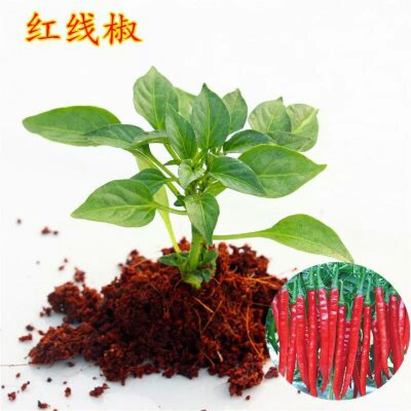 辣椒苗