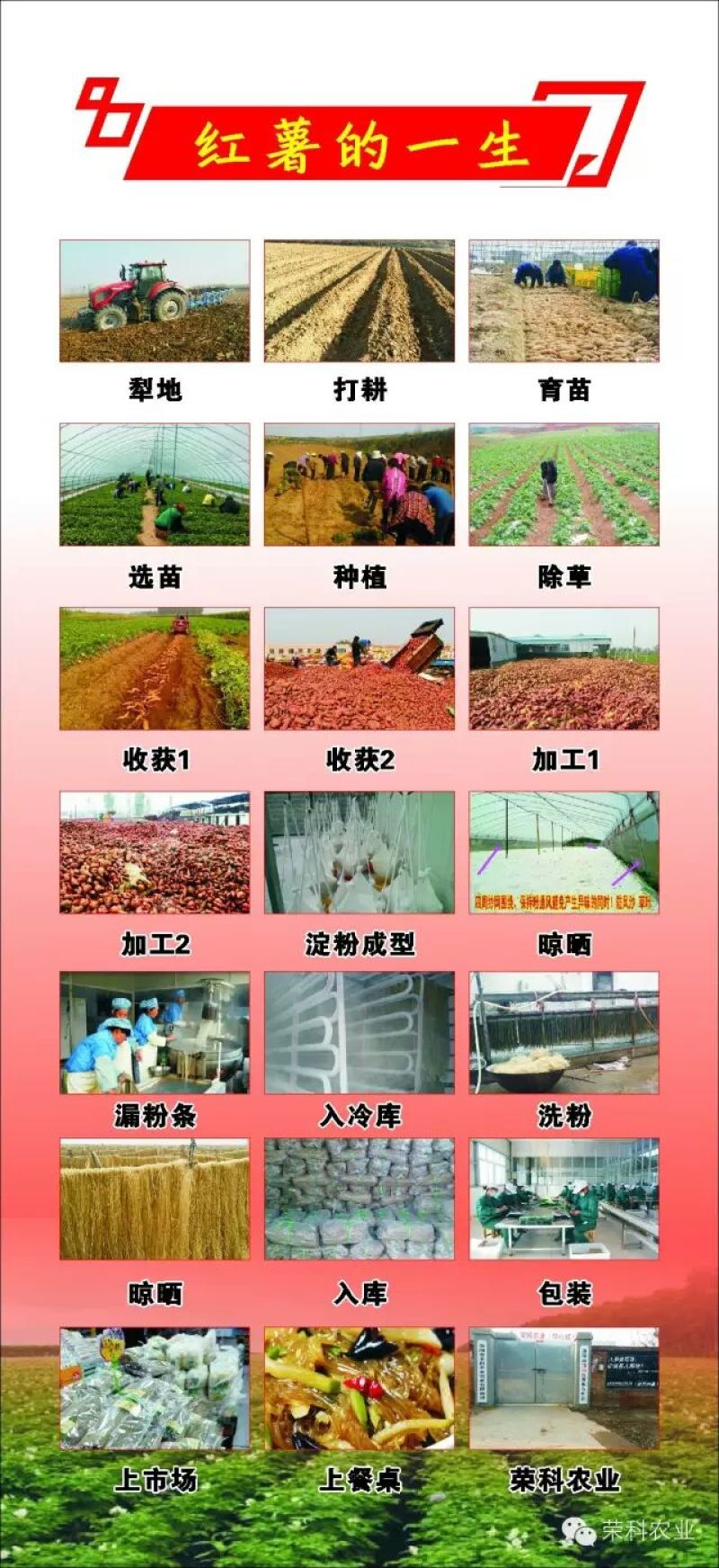 红薯淀粉