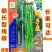 青椒苗