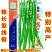 青椒苗