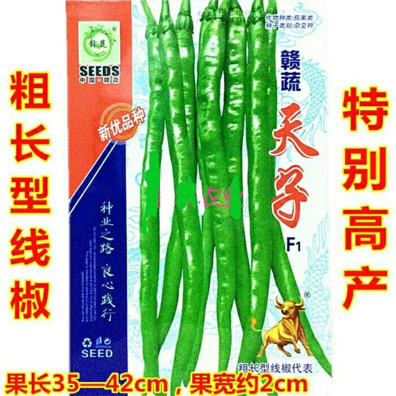 青椒苗