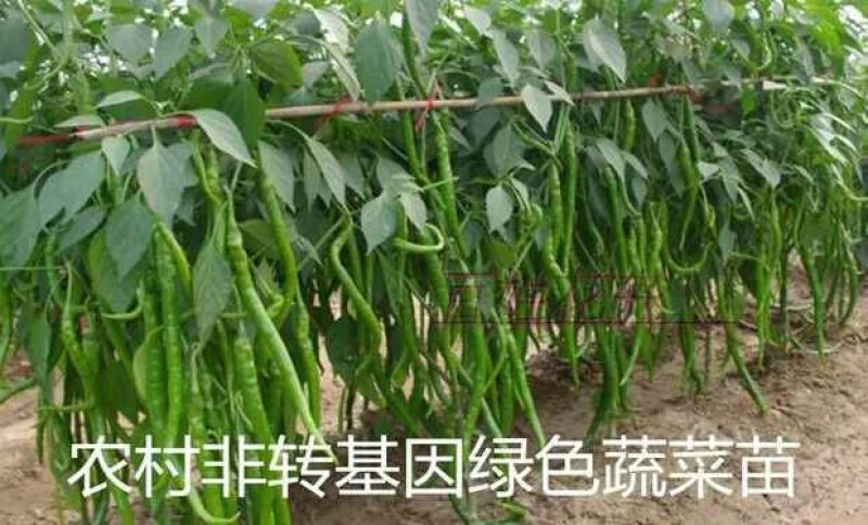青椒苗