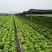 四川产地优选意大利生菜6两~7两新鲜采摘品质高价格优惠