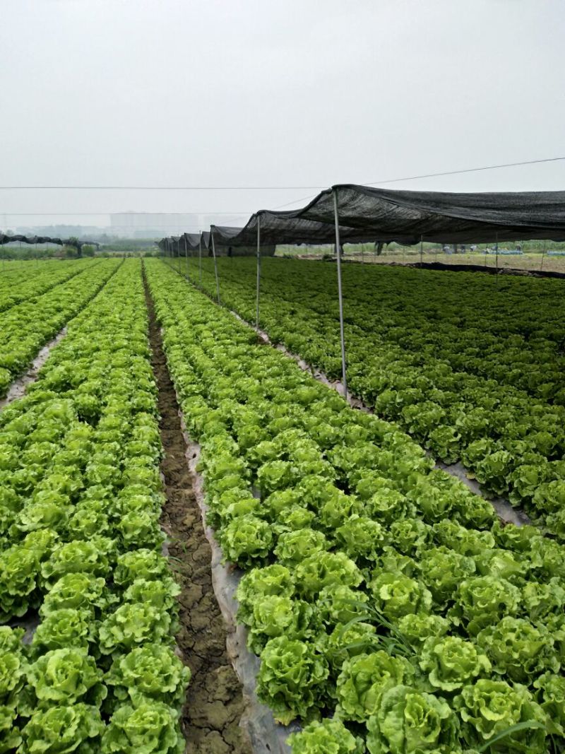 四川产地优选意大利生菜6两~7两新鲜采摘品质高价格优惠