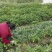 黑黄皮果苗，黑皮黄皮苗鸡心无核紫肉黄皮果苗基地直供