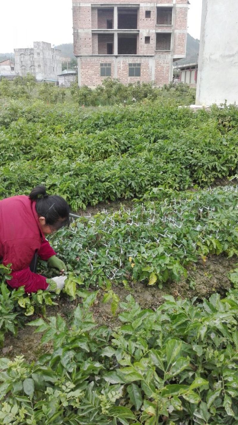 黑黄皮果苗，黑皮黄皮苗鸡心无核紫肉黄皮果苗基地直供