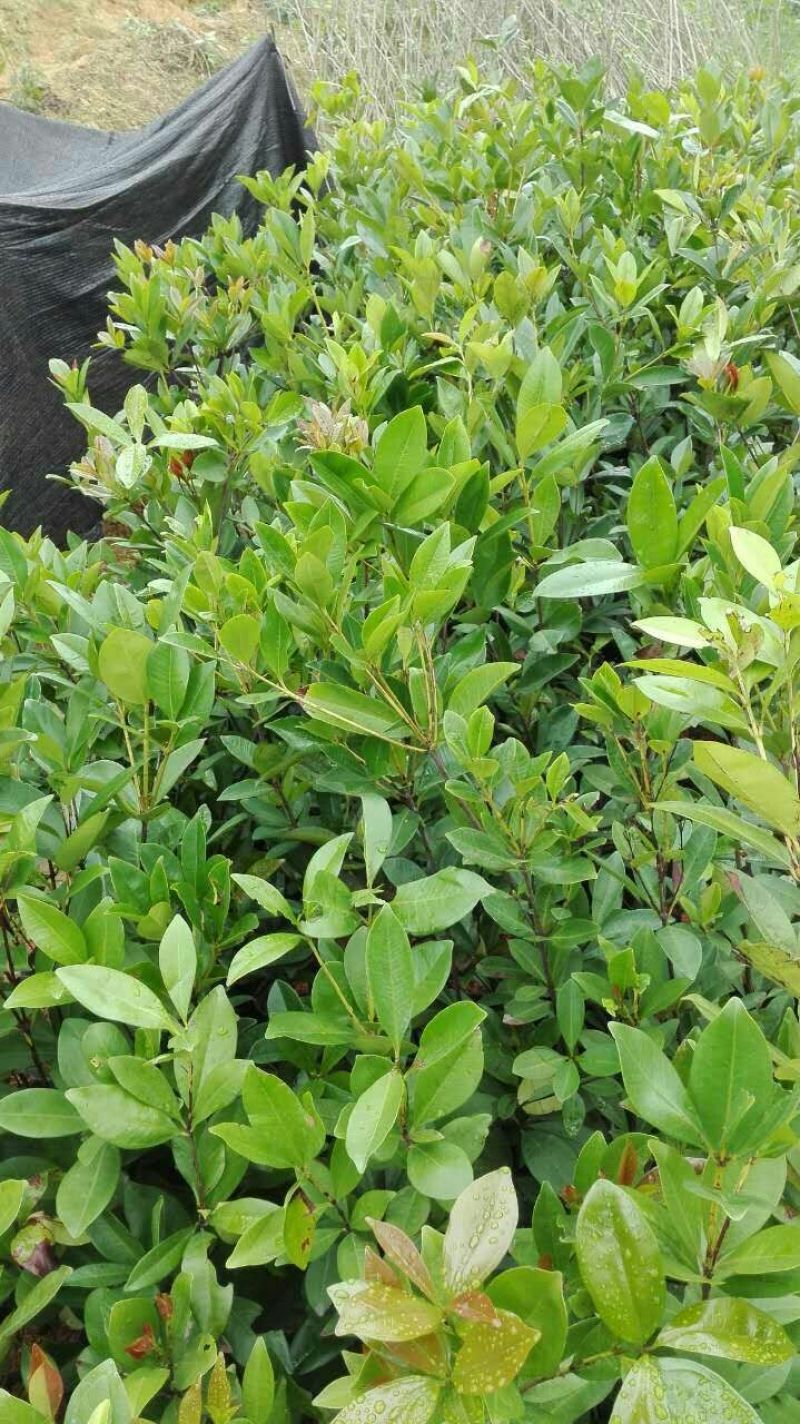 精品巴西樱桃树苗，2年50~80cm，规格齐全全国供应